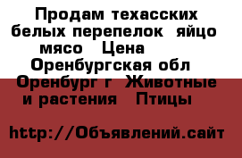 Продам техасских белых перепелок, яйцо, мясо › Цена ­ 300 - Оренбургская обл., Оренбург г. Животные и растения » Птицы   